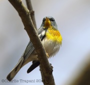 6s3a5975northernparula