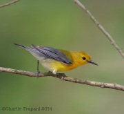 6s3a6066prothonotarywarbler