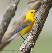 6s3a6115prothonotarywarbler