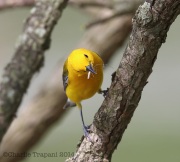 6s3a6116prothonotarywarbler