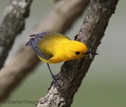 6s3a6121prothonotarywarbler