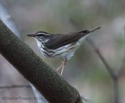 6s3a6234louisanawaterthrush