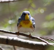 6s3a6527nparula