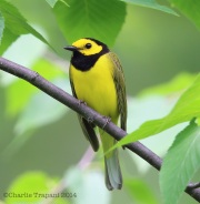 6s3a6655hoodedwarbler