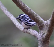 6s3a6700black-and-whitewarbler
