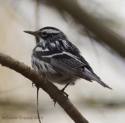 6s3a6730black-and-whitewarbler