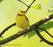 6s3a6776femalehoodedwarbler