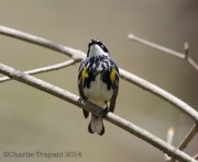 6s3a6836yellow-rumpedwarbler