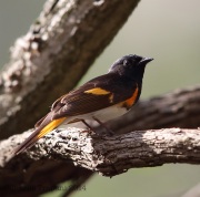 6s3a6900americanredstart