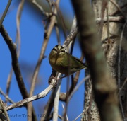 6s3a7232worm-eatingwarbler