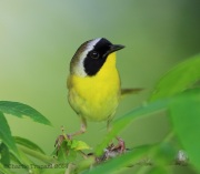 6s3a7270malecommonyellowthroat