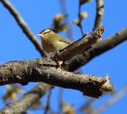 6s3a7270worm-eatingwarbler