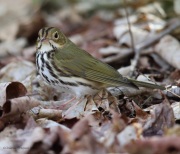 6s3a7343ovenbird