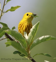 6s3a7468yellowwarbler