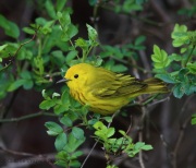 6s3a7603yellowwarbler