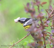 6s3a7651magnoliawarbler