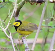 6s3a7739hoodedwarbler