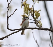 6s3a7884chestnut-sidedwarbler
