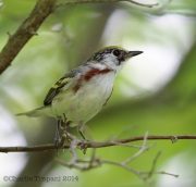 6s3a8015chestnut-sidedwarbler
