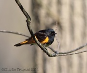6s3a8062americanredstart