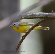 6s3a8126nashvillewarbler