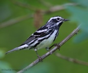 6s3a8193black-and-whitewarbler