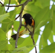 6s3a8228americanredstart