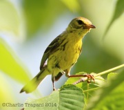 6s3a8242prairiewarbler