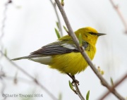 6s3a8404blue-wingedwarbler