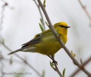 6s3a8407blue-wingedwarbler