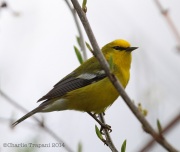 6s3a8411bluewingedwarbler