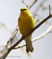 6s3a8430blue-wingedwarbler