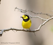 6s3a8458hoodedwarbler