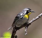 6s3a8823yellow-throatedwarbler