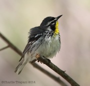 6s3a8826yellow-throatedwarbler
