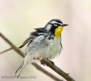 6s3a8827yellow-throatedwarbler