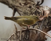6s3a8955worm-eatingwarbler