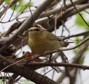 6s3a8959worm-eatingwarbler