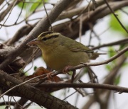 6s3a8961worm-eatingwarbler