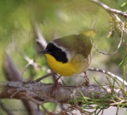 6s3a9038commonyellowthroat