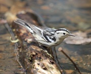 6s3a9171black-and-white-warbler