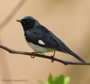 6s3a9190black-throatedbluewarbler