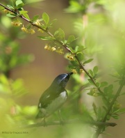 6s3a9198black-throatedbluewarbler