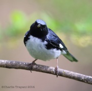 6s3a9199black-throatedbluewarbler