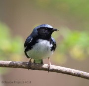 6s3a9209black-throatedbluewarbler