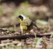 6s3a9326commonyellowthroat