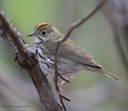 6s3a9404ovenbird