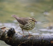 6s3a9789northernwaterthrush
