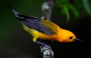 6s3a9974prothonotarywarbler