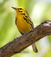 IMG_7842Prairie_Warbler copy